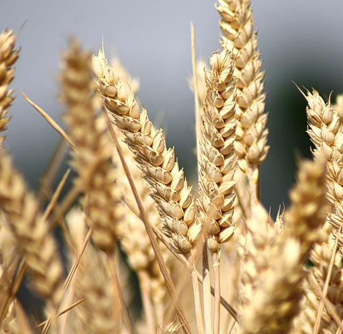 parable wheat
